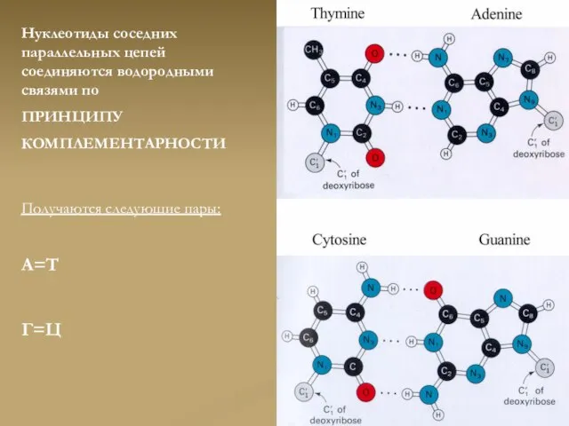 Нуклеотиды соседних параллельных цепей соединяются водородными связями по ПРИНЦИПУ КОМПЛЕМЕНТАРНОСТИ Получаются следующие пары: А=Т Г=Ц