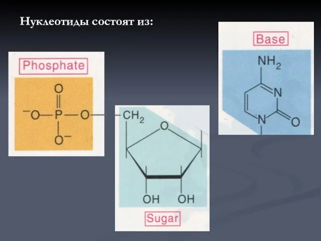 Нуклеотиды состоят из: