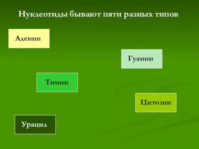 Нуклеотиды бывают пяти разных типов