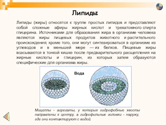 Липиды Липиды (жиры) относятся к группе простых липидов и представляют собой сложные
