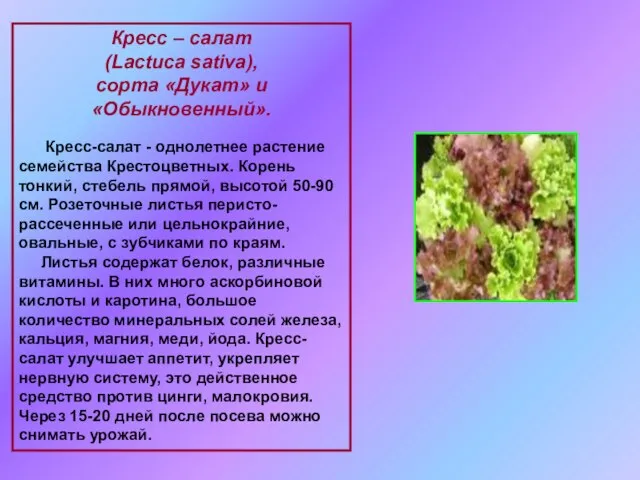 Кресс – салат (Lactuca sativa), сорта «Дукат» и «Обыкновенный». Кресс-салат - однолетнее