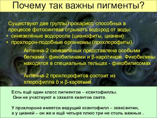 Почему так важны пигменты? Существуют две группы прокариот, способных в процессе фотосинтеза