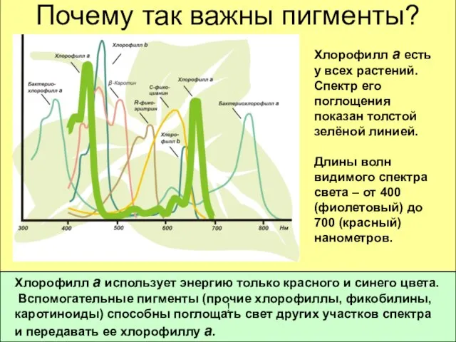 ! Почему так важны пигменты? Хлорофилл а использует энергию только красного и