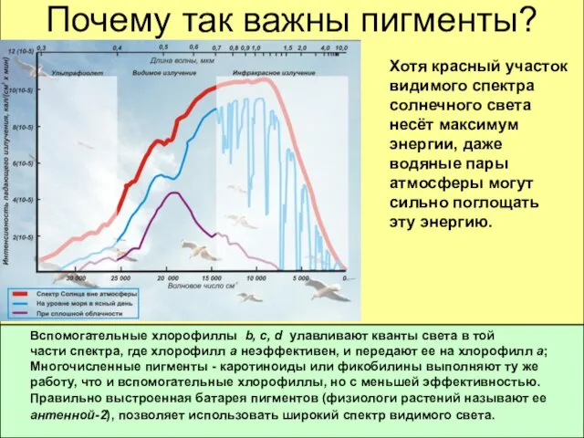 Почему так важны пигменты? Хотя красный участок видимого спектра солнечного света несёт