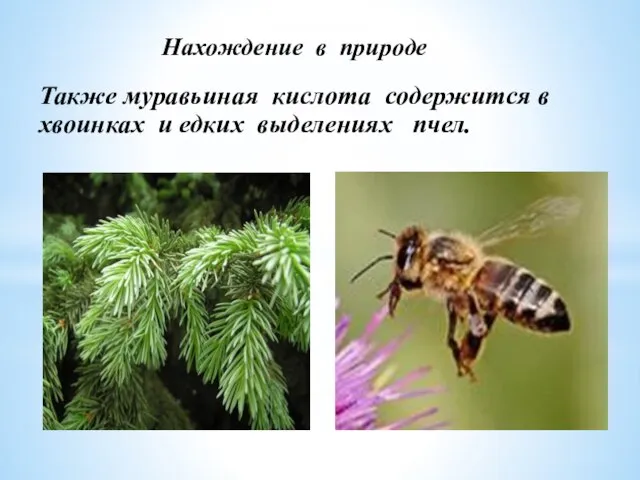 Нахождение в природе Также муравьиная кислота содержится в хвоинках и едких выделениях пчел.