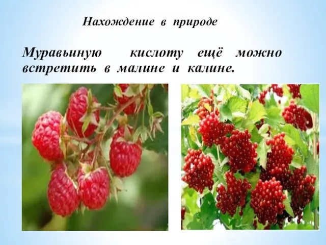 Нахождение в природе Муравьиную кислоту ещё можно встретить в малине и калине.