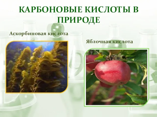 Карбоновые кислоты в природе Аскорбиновая кислота Яблочная кислота
