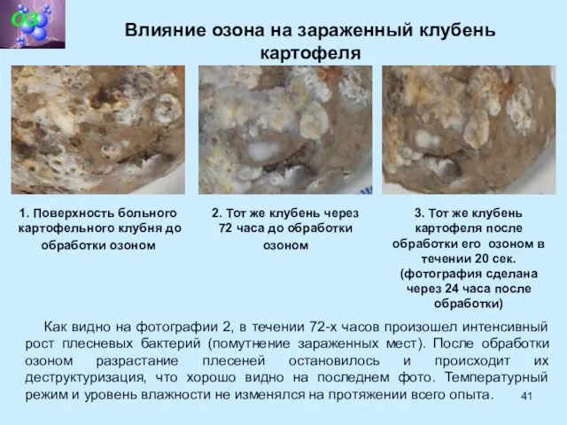 Влияние озона на зараженный клубень картофеля 1. Поверхность больного картофельного клубня до