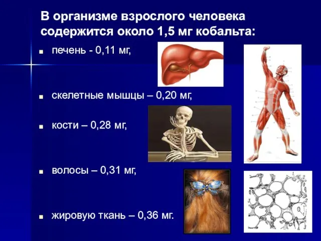 В организме взрослого человека содержится около 1,5 мг кобальта: печень - 0,11