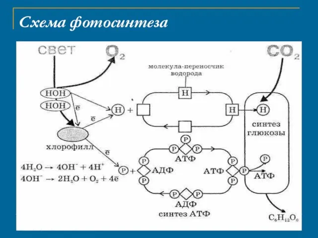 Схема фотосинтеза