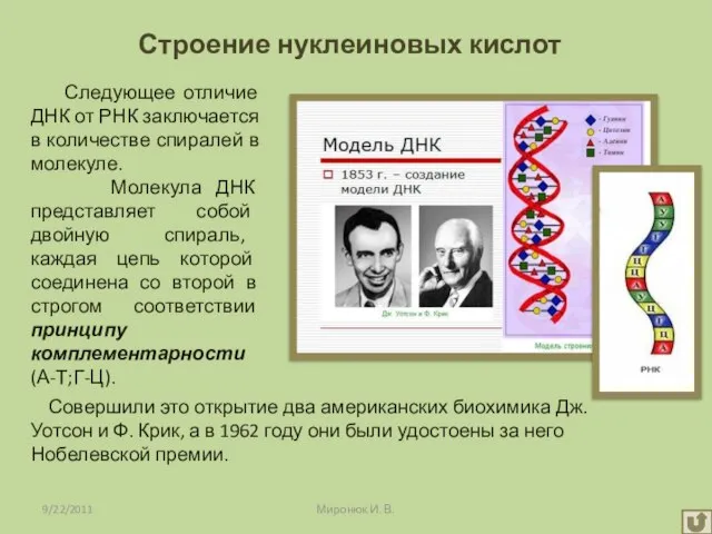 9/22/2011 Миронюк И. В. Следующее отличие ДНК от РНК заключается в количестве
