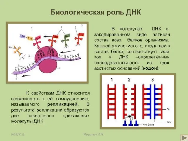 Биологическая роль ДНК 9/22/2011 Миронюк И. В. В молекулах ДНК в закодированном