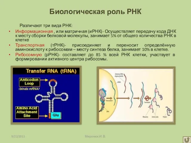 Биологическая роль РНК Различают три вида РНК: Информационная , или матричная (иРНК)-