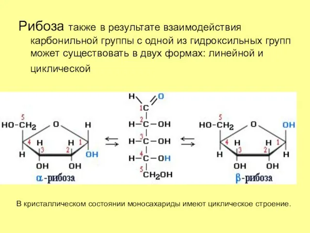 Рибоза также в результате взаимодействия карбонильной группы с одной из гидроксильных групп