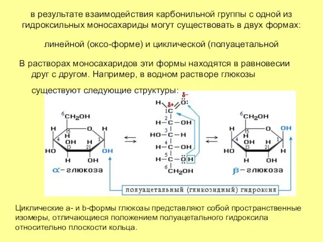 в результате взаимодействия карбонильной группы с одной из гидроксильных моносахариды могут существовать