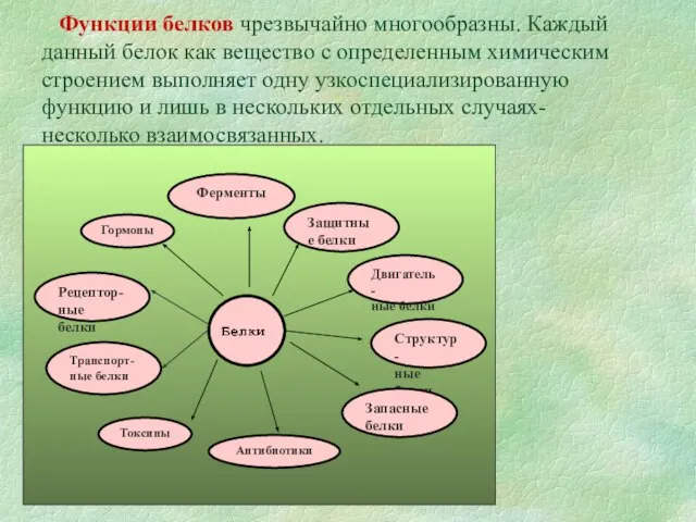 Функции белков чрезвычайно многообразны. Каждый данный белок как вещество с определенным химическим