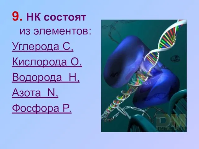 9. НК состоят из элементов: Углерода C, Кислорода O, Водорода H, Азота N, Фосфора P.