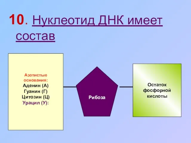 10. Нуклеотид ДНК имеет состав