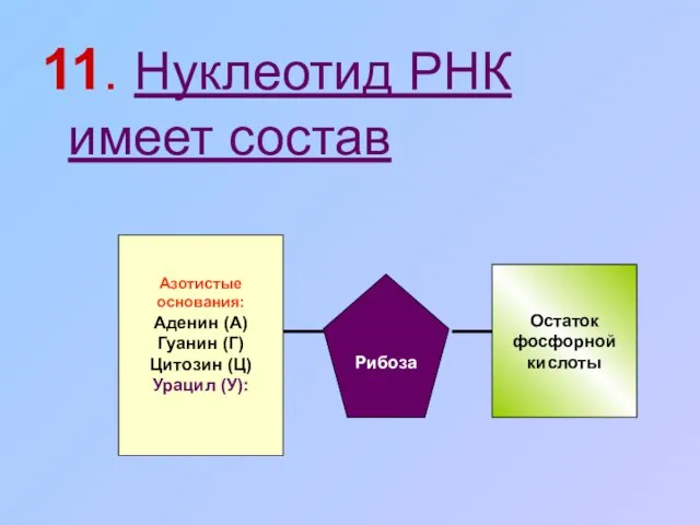 11. Нуклеотид РНК имеет состав