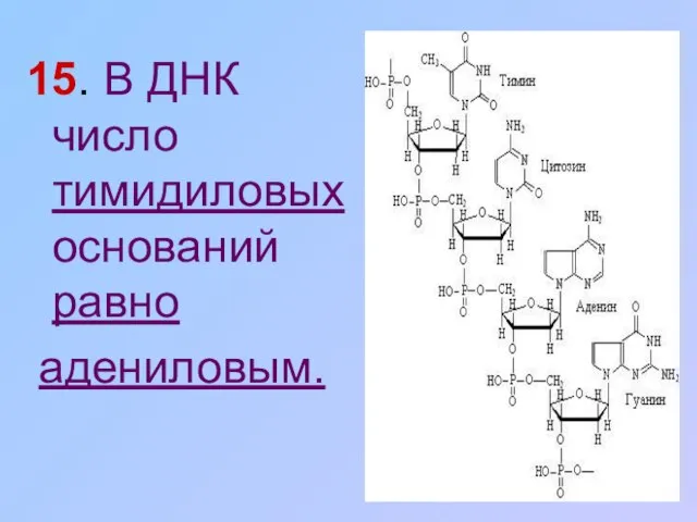 15. В ДНК число тимидиловых оснований равно адениловым.