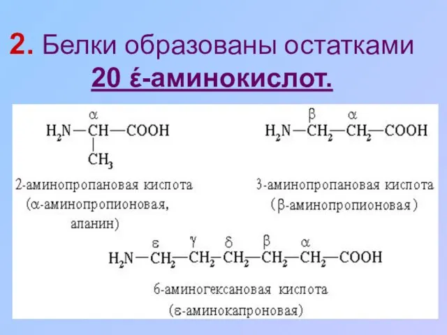 2. Белки образованы остатками 20 έ-аминокислот.