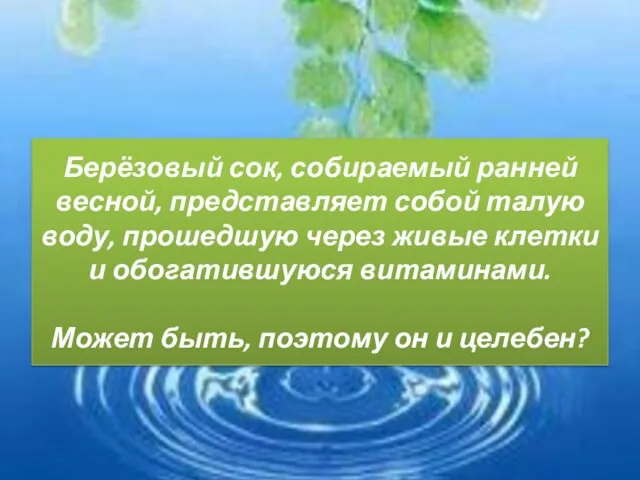 Берёзовый сок, собираемый ранней весной, представляет собой талую воду, прошедшую через живые