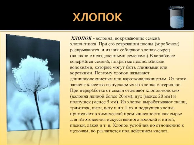 Хлопок ХЛОПОК - волокна, покрывающие семена хлопчатника. При его созревании плоды (коробочки)