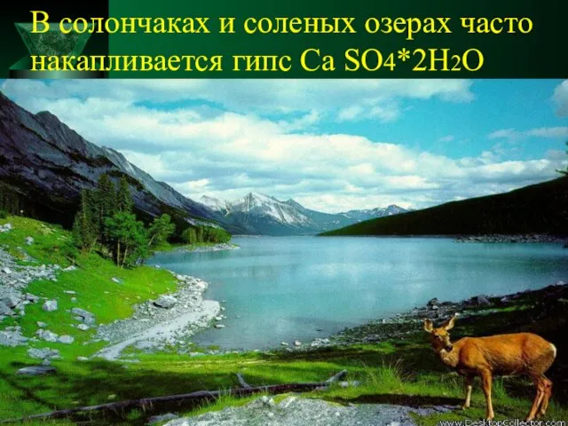 В солончаках и соленых озерах часто накапливается гипс Ca SO4*2H2O