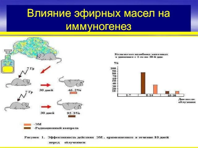 Влияние эфирных масел на иммуногенез