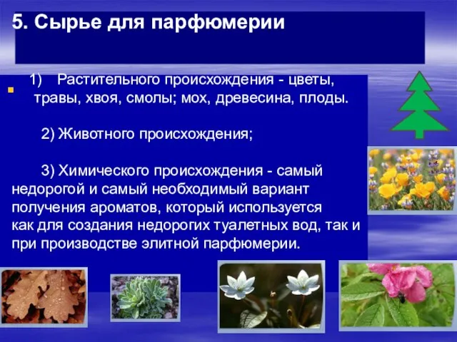 5. Сырье для парфюмерии Растительного происхождения - цветы, травы, хвоя, смолы; мох,