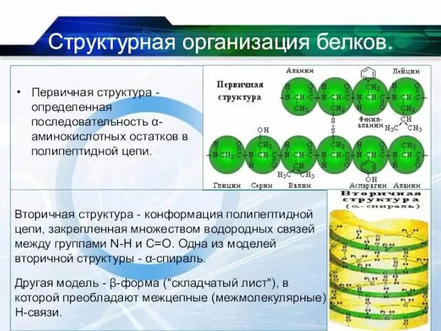 Структурная организация белков. Первичная структура - определенная последовательность α- аминокислотных остатков в