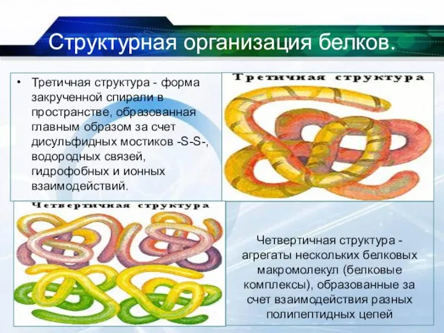 Структурная организация белков. Третичная структура - форма закрученной спирали в пространстве, образованная