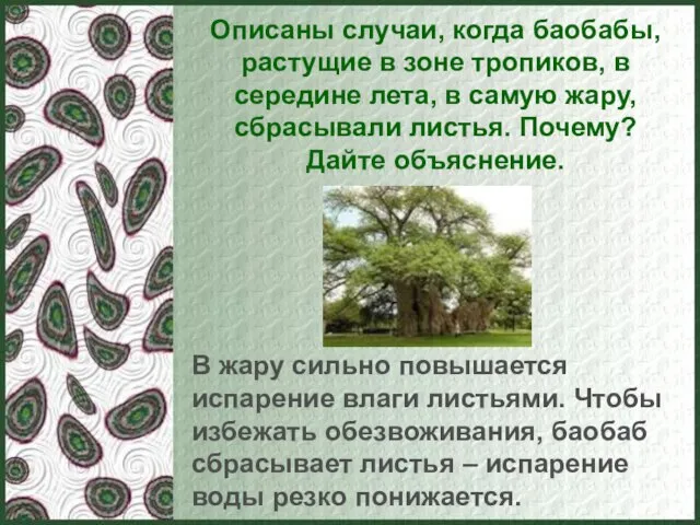 Описаны случаи, когда баобабы, растущие в зоне тропиков, в середине лета, в