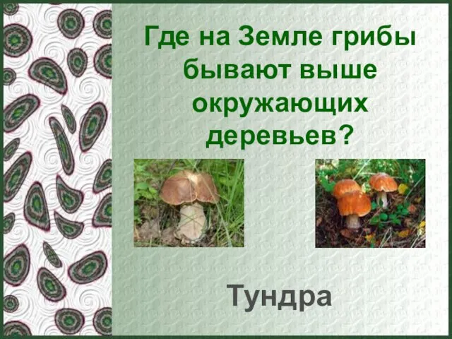 Где на Земле грибы бывают выше окружающих деревьев? Тундра