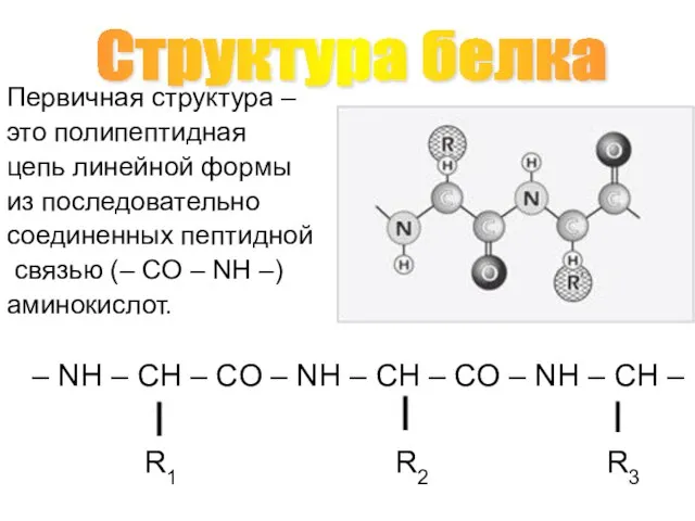 Первичная структура – это полипептидная цепь линейной формы из последовательно соединенных пептидной