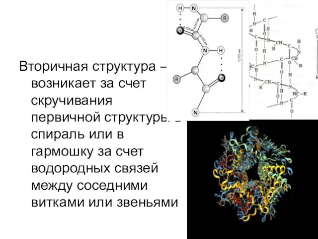 Вторичная структура – возникает за счет скручивания первичной структуры в спираль или