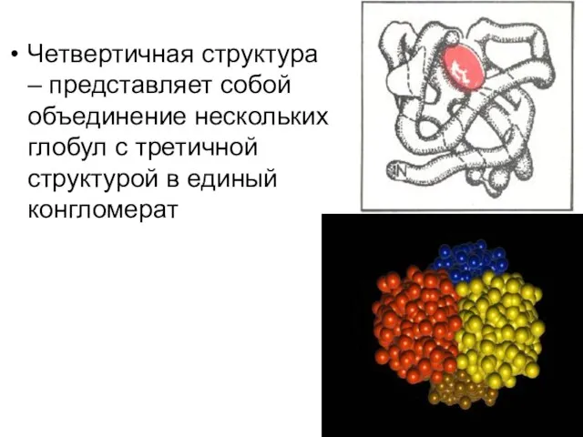 Четвертичная структура – представляет собой объединение нескольких глобул с третичной структурой в единый конгломерат