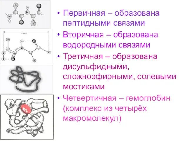 Первичная – образована пептидными связями Вторичная – образована водородными связями Третичная –