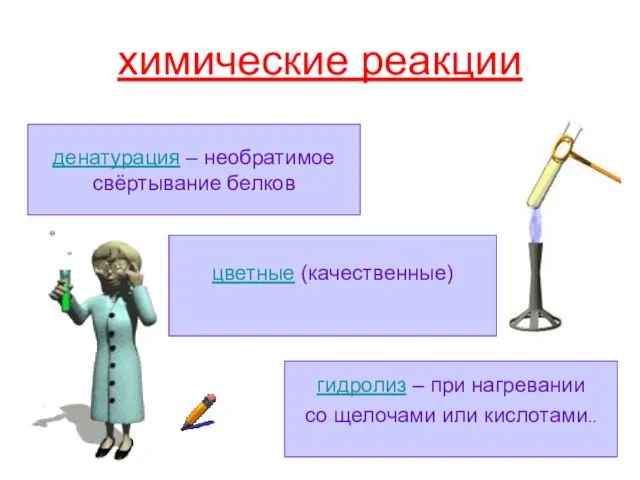 химические реакции цветные (качественные) денатурация – необратимое свёртывание белков гидролиз – при