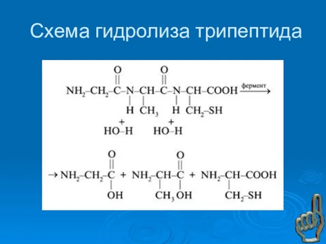 Схема гидролиза трипептида