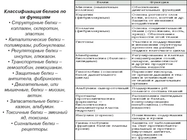 Классификация белков по их функциям • Структурные белки – коллаген, склеротин, эластин.