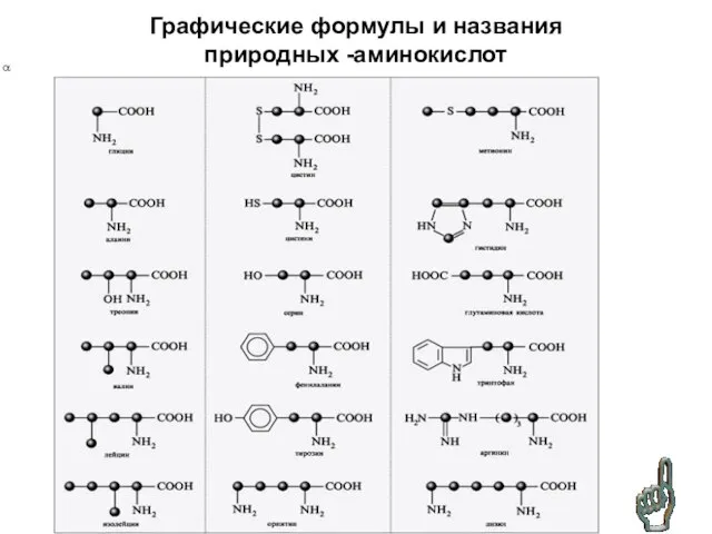 Графические формулы и названия природных -аминокислот