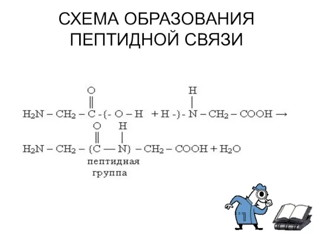 СХЕМА ОБРАЗОВАНИЯ ПЕПТИДНОЙ СВЯЗИ