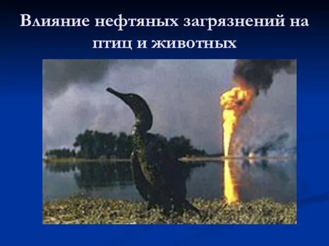 Влияние нефтяных загрязнений на птиц и животных