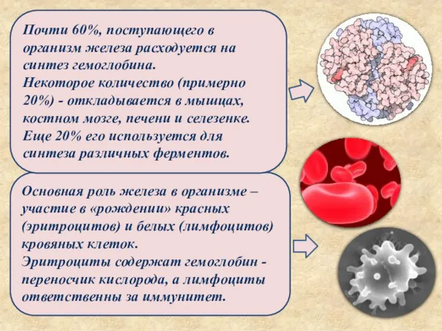 Основная роль железа в организме – участие в «рождении» красных (эритроцитов) и