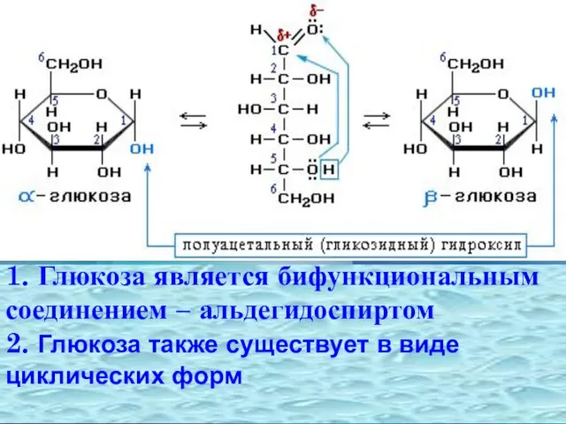 1. Глюкоза является бифункциональным соединением – альдегидоспиртом 2. Глюкоза также существует в виде циклических форм