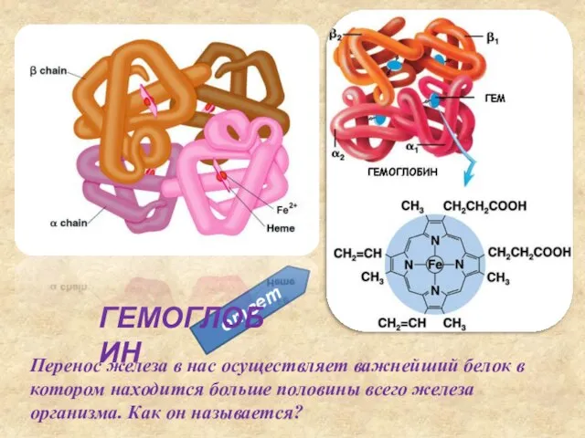 Перенос железа в нас осуществляет важнейший белок в котором находится больше половины