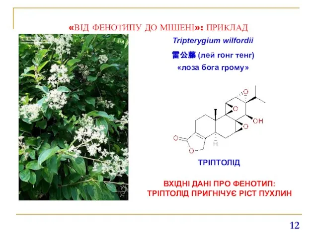 «ВІД ФЕНОТИПУ ДО МІШЕНІ»: ПРИКЛАД 雷公藤 (лей гонг тенг) Tripterygium wilfordii «лоза