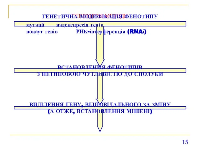 ГЕНЕТИЧНІ МЕТОДИ ГЕНЕТИЧНА МОДИФІКАЦІЯ ФЕНОТИПУ мутації надекспресія генів нокаут генів РНК-інтерференція (RNAі)