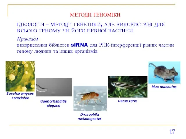 МЕТОДИ ГЕНОМІКИ ІДЕОЛОГІЯ – МЕТОДИ ГЕНЕТИКИ, АЛЕ ВИКОРИСТАНІ ДЛЯ ВСЬОГО ГЕНОМУ ЧИ